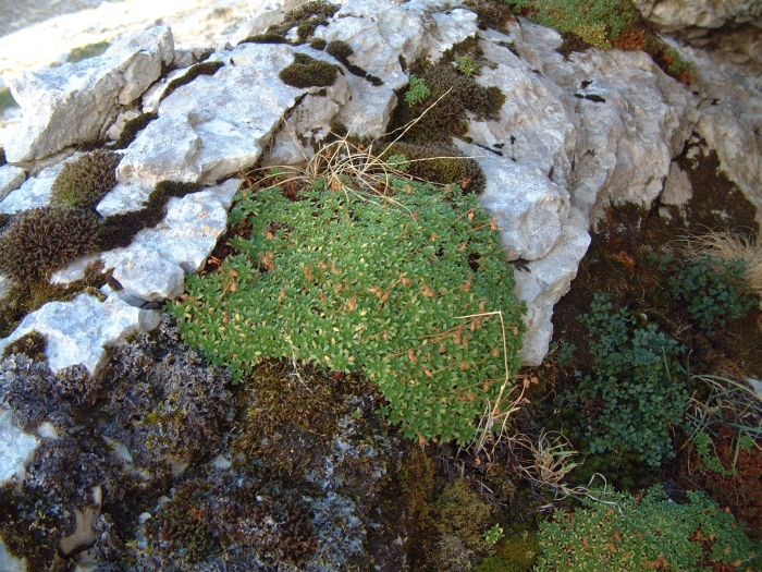 saxifraga exarata?